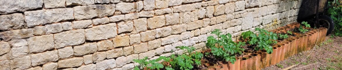 Ça pousse avec bambou irrigation future